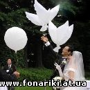 Продажа свадебных биоголубей (Голуби БИО) в интернет магазине в Киеве для свадьбы